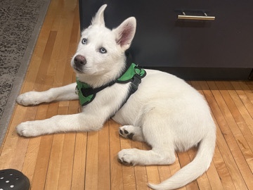Siberian Husky – Siberian Husky