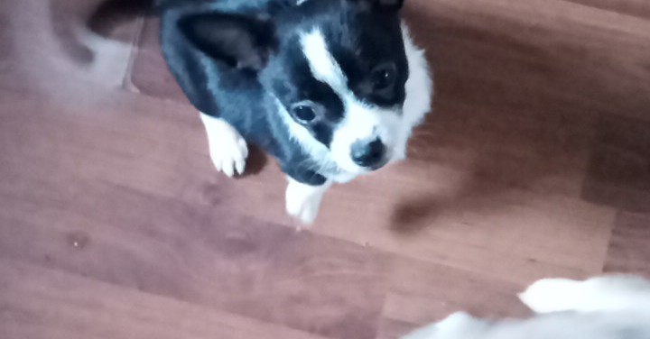 Chihuahua – For Sale