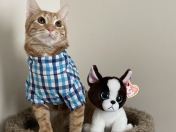Cat – Kendall West