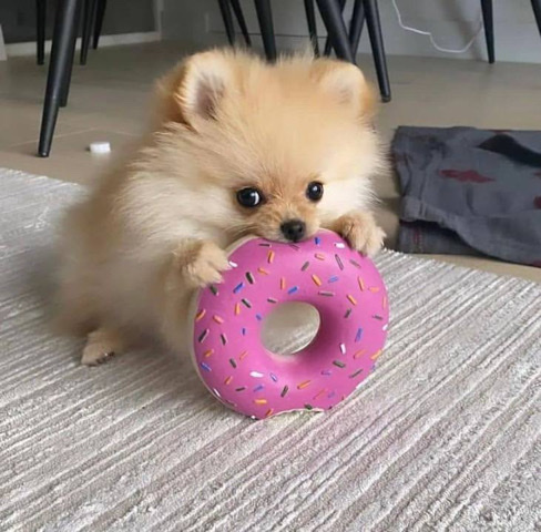 Chihuahua – female pum puppy