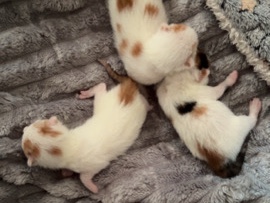 KITTENS – Bradford