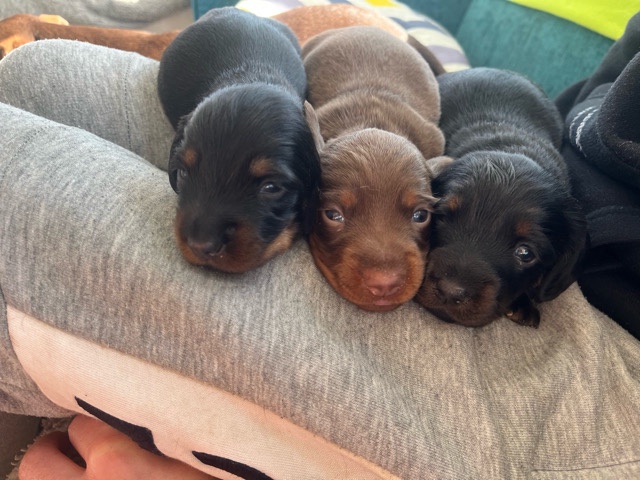 Dachshund – beautiful pedigree miniature Dachshunds needing forever home – Spalding