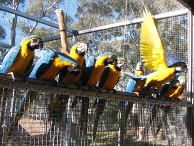 Blue and gold macaws
