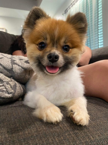 Pomeranian – prince