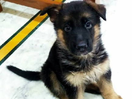 German Shepherd – german shepherd double bone home delivery