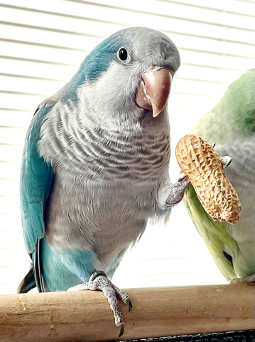 Quaker Parrot – Blue Quaker parrot