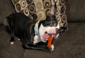Boston Terrier – Rehoming