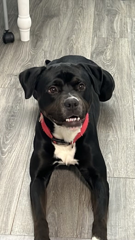 Boxer – don’t have enough time for him