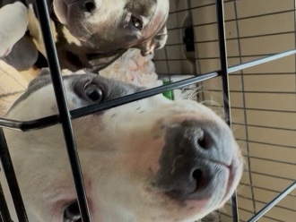 American Pit Bull Terrier – 2 Pitbull Puppies – Newport News