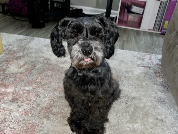 Miniature Schnauzer – Female Miniature Schanuzer – Grand Rapids