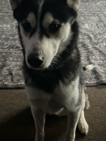 Siberian Husky – Husky