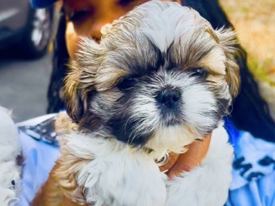Shih Tzu – BEAUTIFUL Full Breed Shih Tzu Female Pup😍 – Atlanta