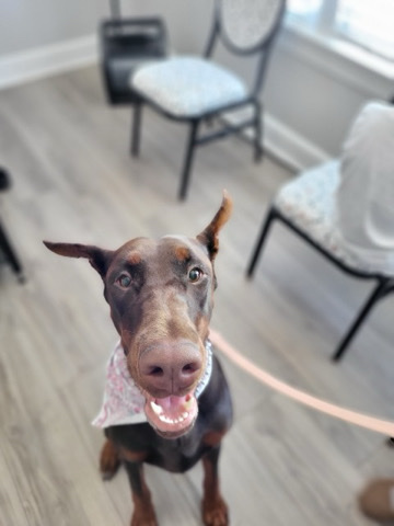 Doberman Pinscher – Sweet Lulu