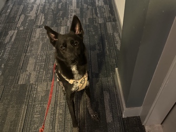 Mixed Breed – Sweet 1-Year-Old Shepherd/Cur Mix Looking for a Loving Home ❤️ – Dallas
