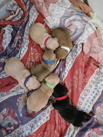Dachshund – Miniature dachshund Puppies