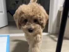 Poodle – mini poodle – New York