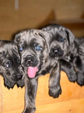 Cane Corso – cane corso