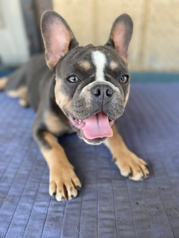 French Bulldog – Frenchie / French bulldog