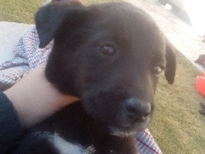 sheprador for sale
