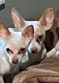Chihuahua – Rehome - 2 Chihuahuas- M&F - 2 yrs ols