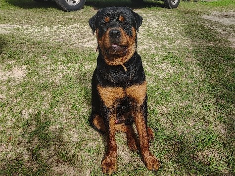 Rottweiler – Rottweiler and 5month pit – Box Springs