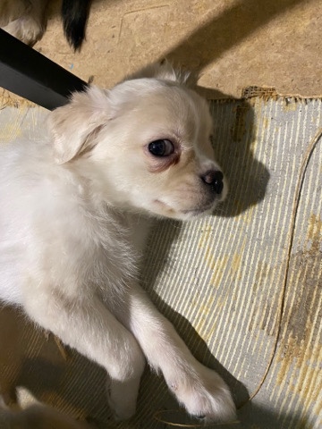 Havanese – 4 puppies