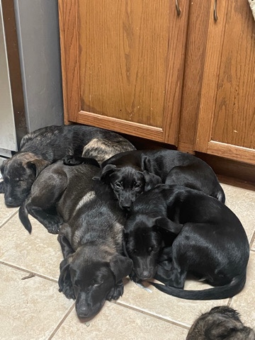 Labrador Retriever – Cute black puppies.