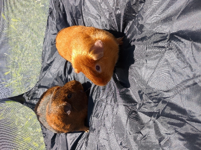 Any – 2 friendly guinea pigs