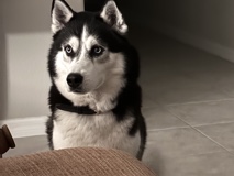 Siberian Husky – Buddy the Husky – Tampa