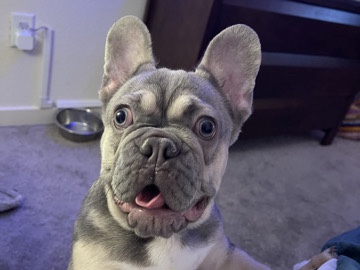 French Bulldog - 🐾 Loving Home Wanted for Beautiful Purebred Female Frenchie 🐾 available for adoption in Las Vegas