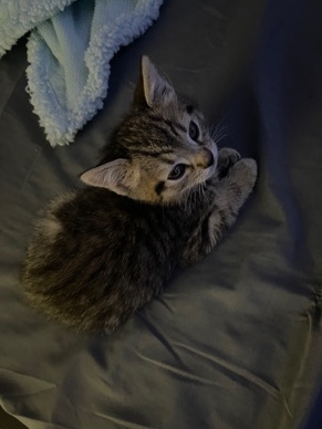 Male Kitten