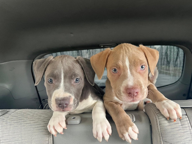 American Pit Bull Terrier – Looking for adoption