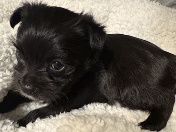 All -  MalChi Puppies 8 Weeks Old available for adoption in Washington