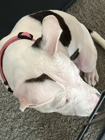 pitbull