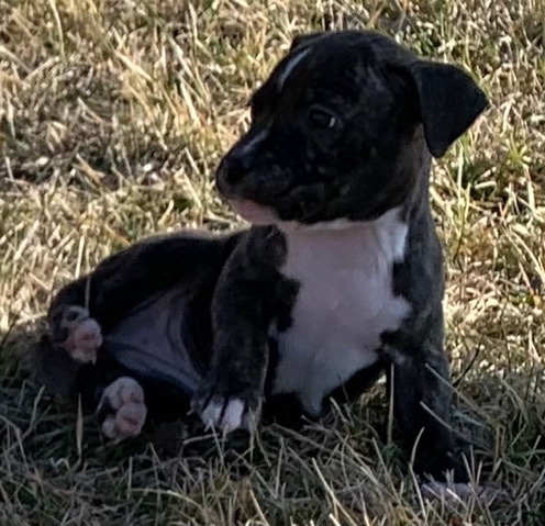 American Pit Bull Terrier – pit bull puppy’s
