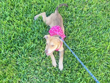 Labrador Retriever – Labrador Retriever – Miami