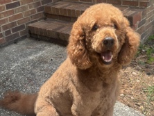Goldendoodle – Ego – Fayetteville