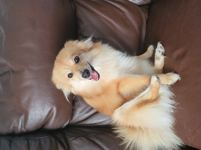 Pomeranian – pomeranian