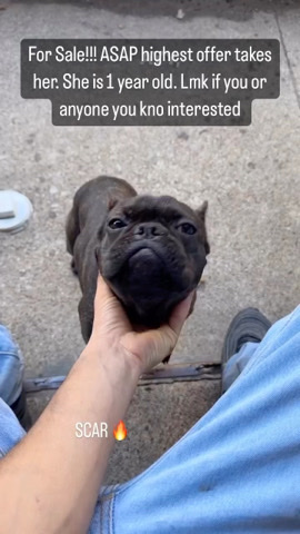 French Bulldog – French Bulldog