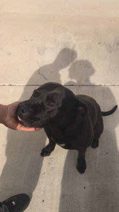 Shadow