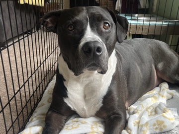 Bull and Terrier – 3 year old male pit needs rehomed – Stephenson