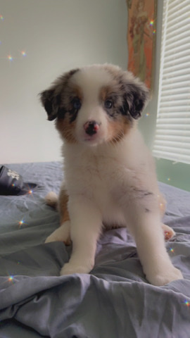 Australian Shepherd – Miniature Australian Shepherds