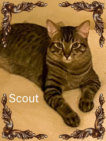 Bengal – Big loving Cat in need of forever home