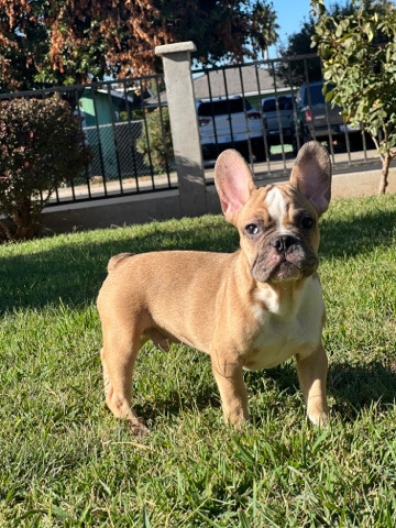frenchie