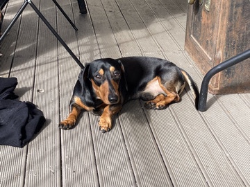 Dachshund – Dog for sale