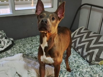 American Pit Bull Terrier – Busco hogar para mi perro – Casinos