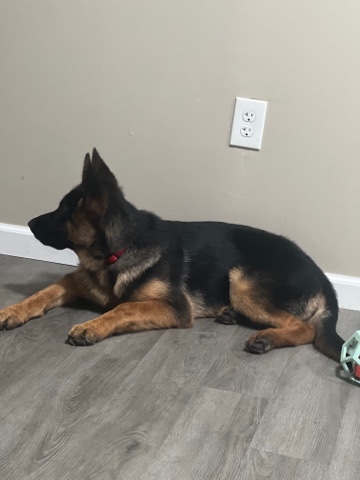 German Shepherd – german Shepard