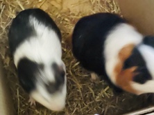 Guinea Pig – 2 guinea pigs. 1 male one female – Nottingham