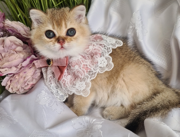 Scottish Fold – Golden shaded kittens