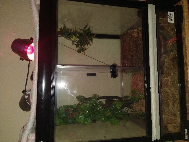 Any – ball python plus enclosure